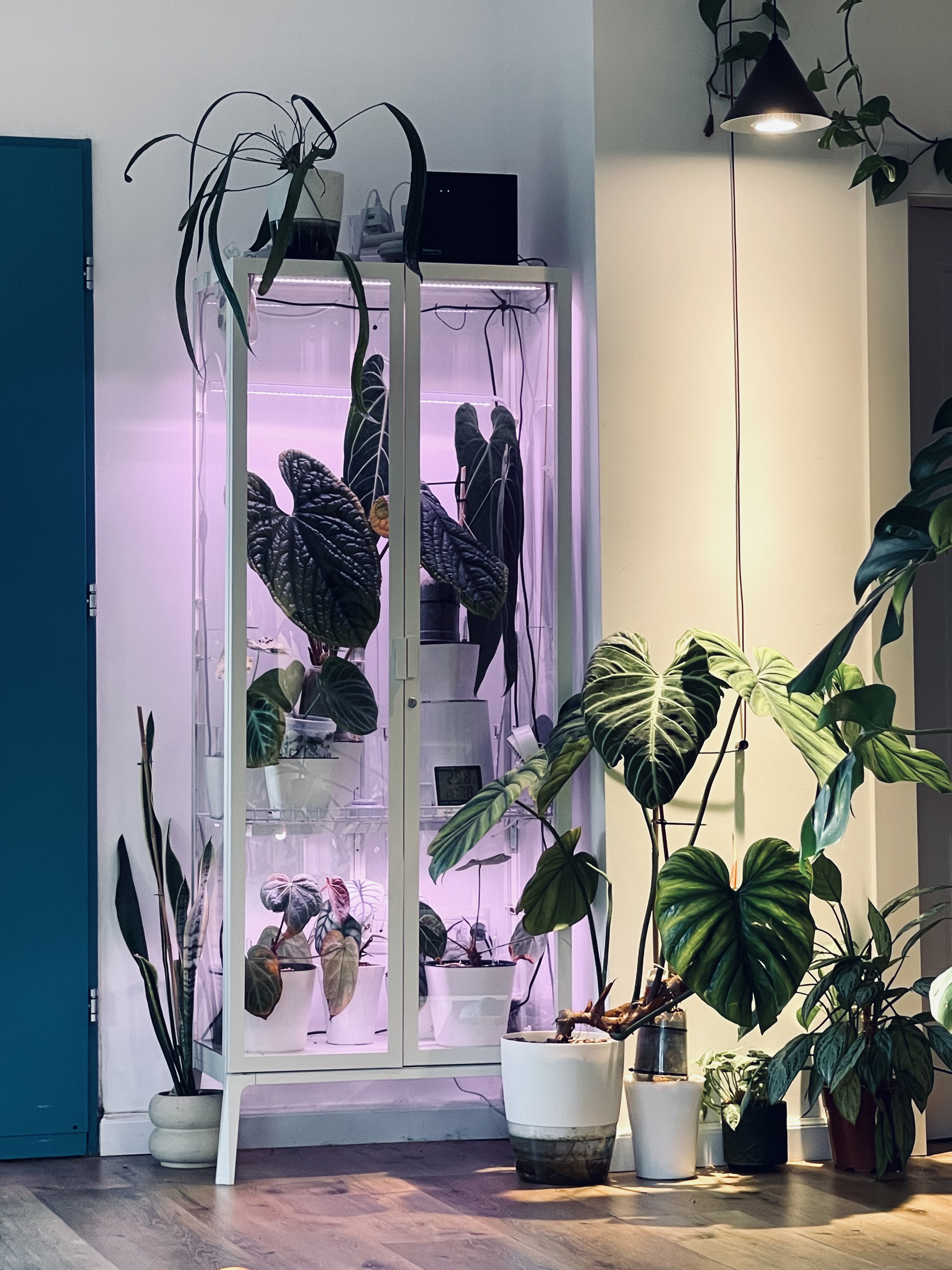 My aroid collection in a backlit glass cabinet, alongside philodendron and monstera