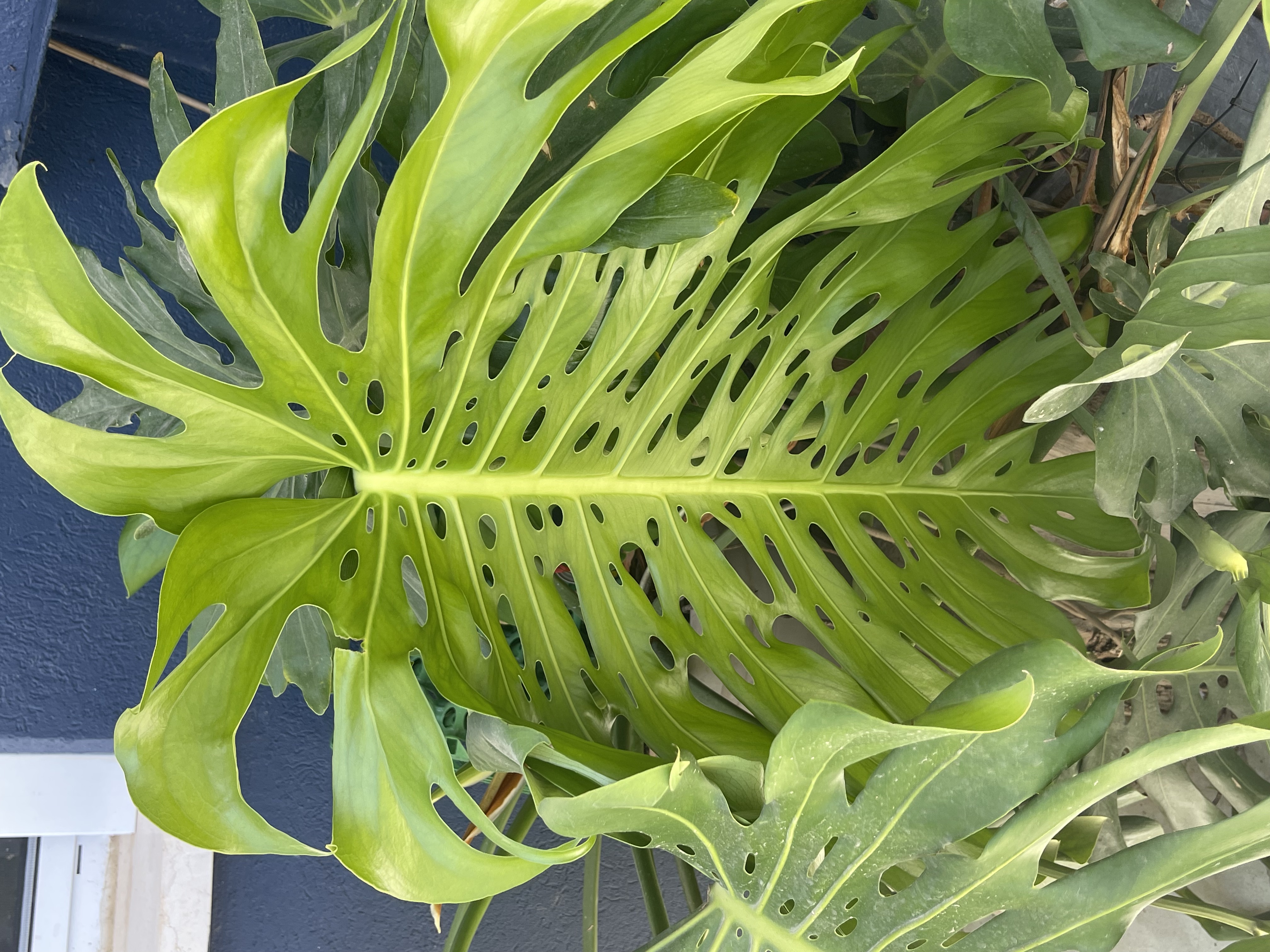 A large fenestrated monstera leaf