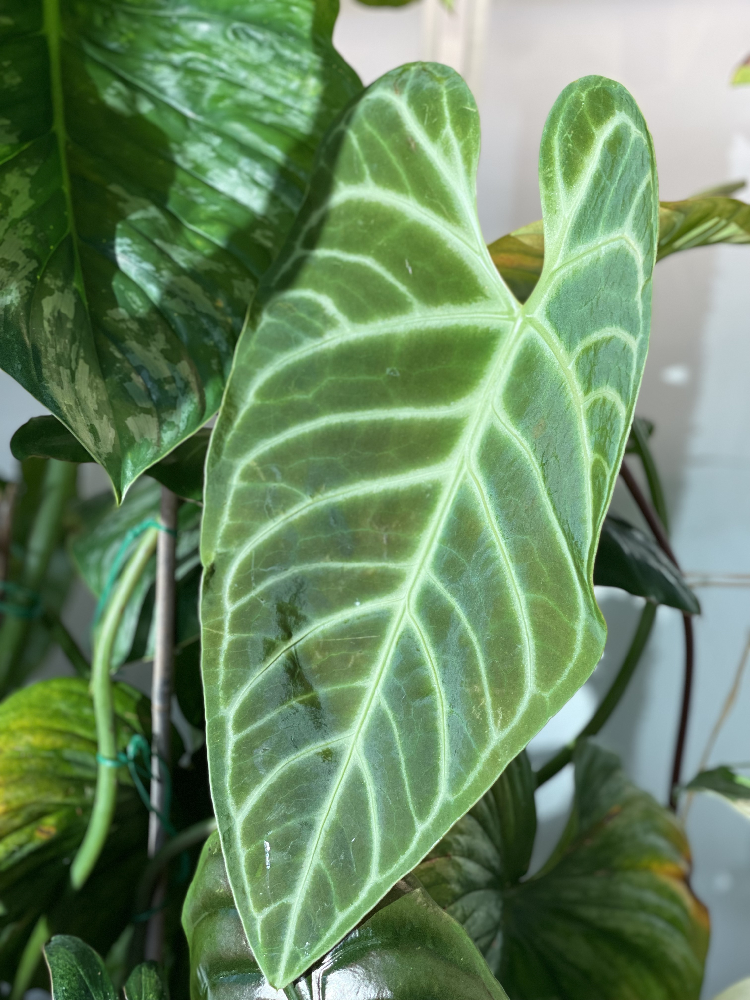 Anthurium leaf with pale silver veins
