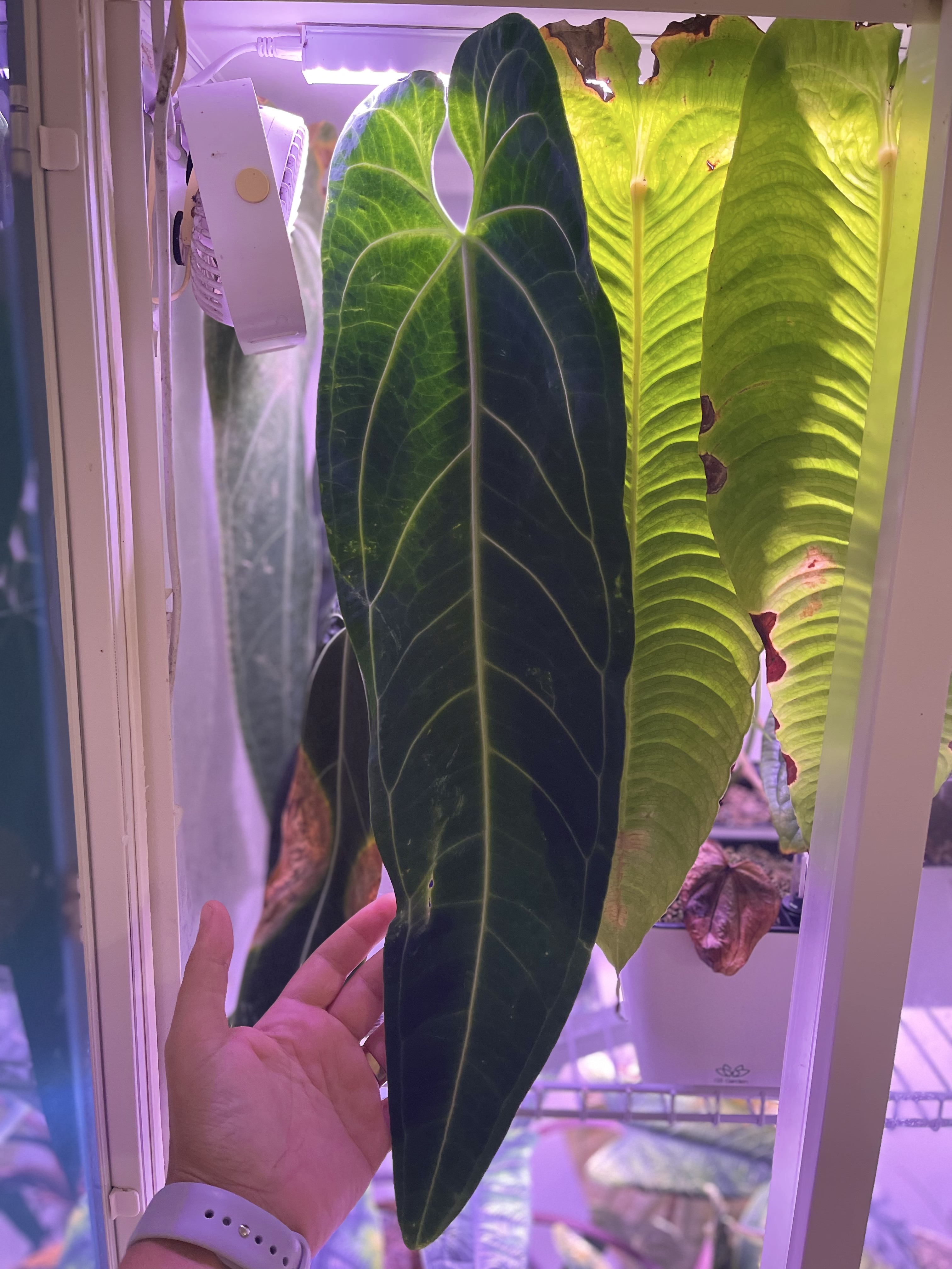 A long dark velvet anthurium leaf, held for scale in the grow cabinet