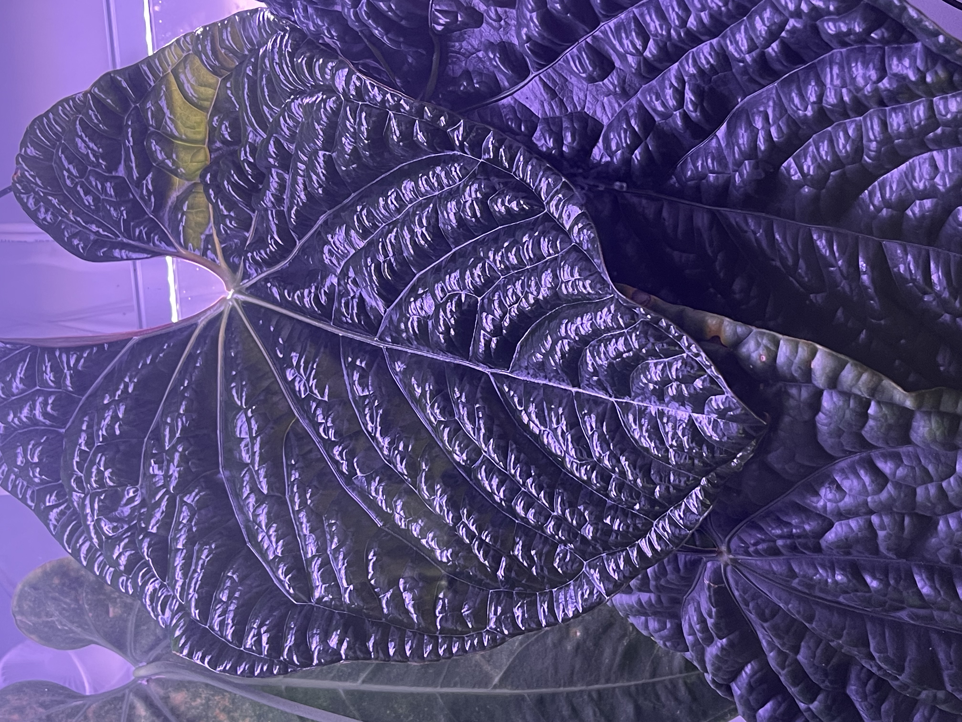 A deeply textured near-black aroid leaf under grow lights