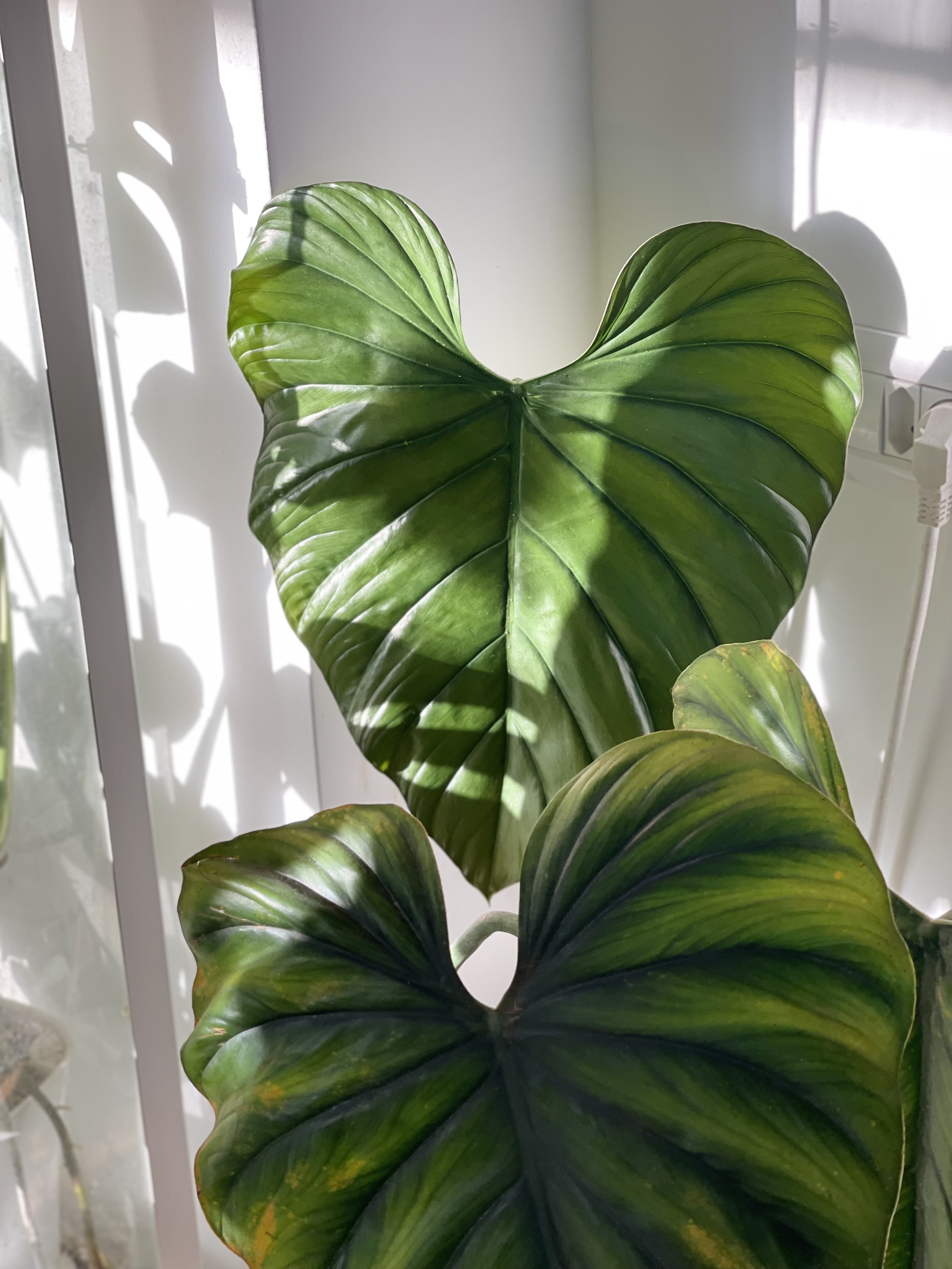A glossy heart-shaped philodendron leaf by the window