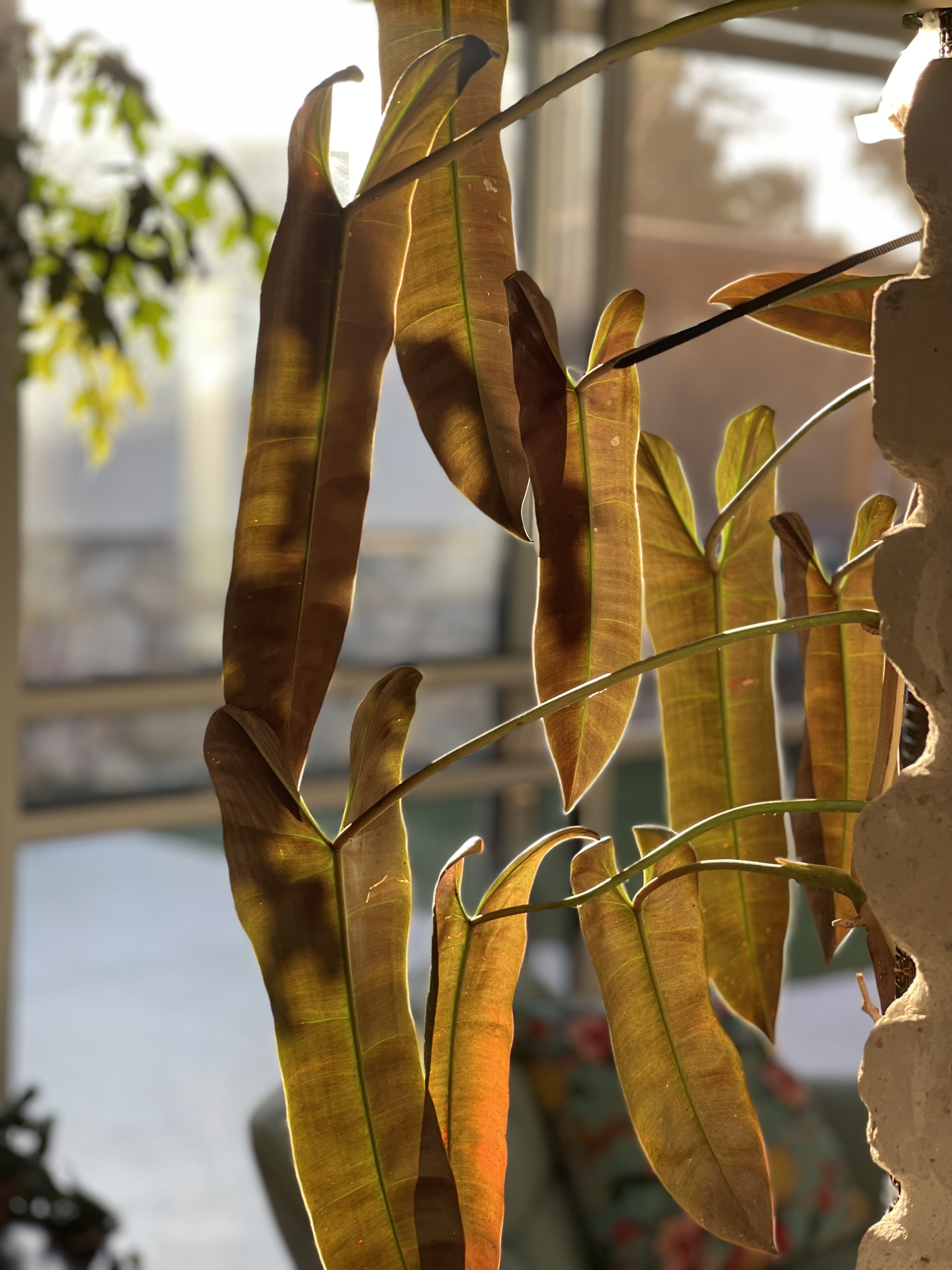 Backlit strap-like philodendron leaves in warm evening light