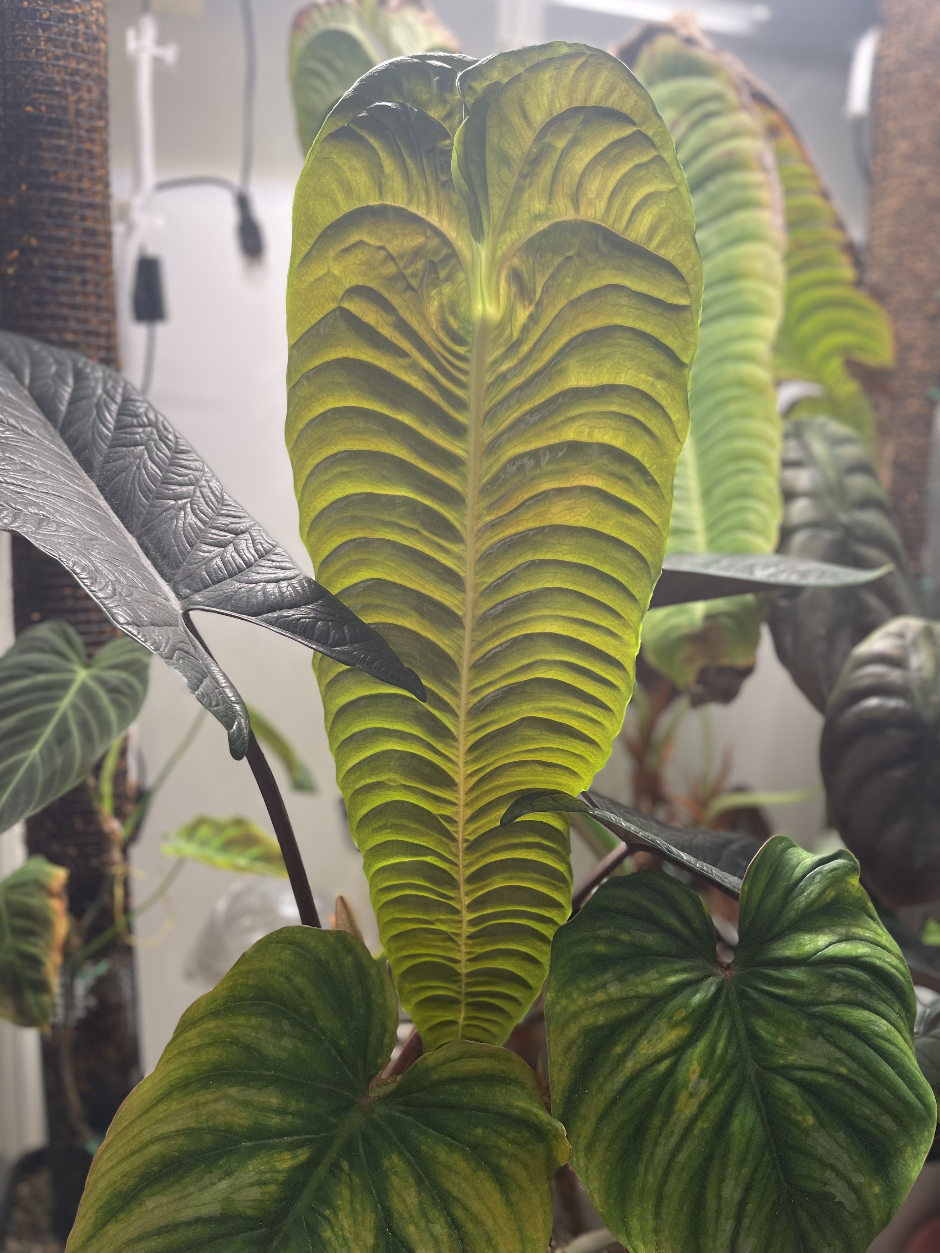 A chartreuse quilted anthurium leaf emerging in the grow tent